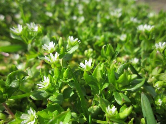 Chickweed