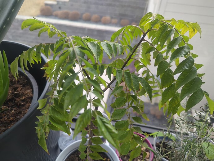 17390329618814804174429561618527