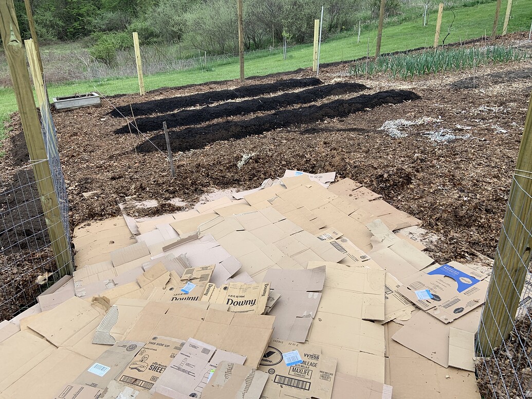 Rolls of cardboard under mulch to kill grass General Fruit Growing Growing Fruit