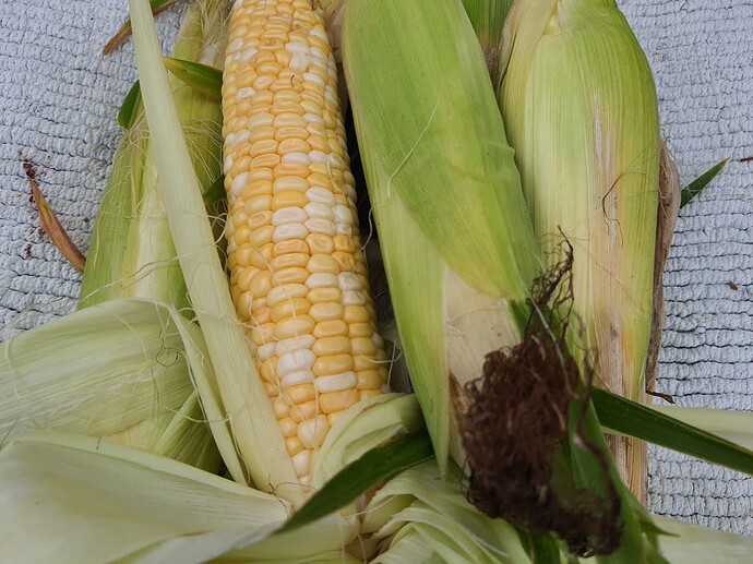 Corn 08-15-21 2