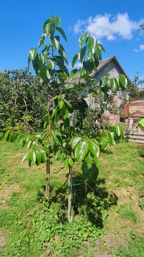 PXL_20240731_094309013