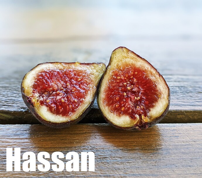 Hassan_2024c