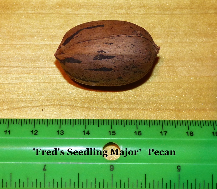 'Fred's%20Seedling%20Major'%20Carya%20illinoinensis%202018%20005