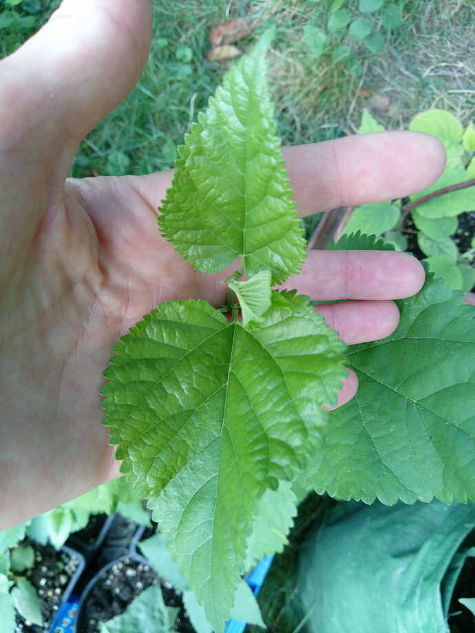 IMG_20240907_182521_097