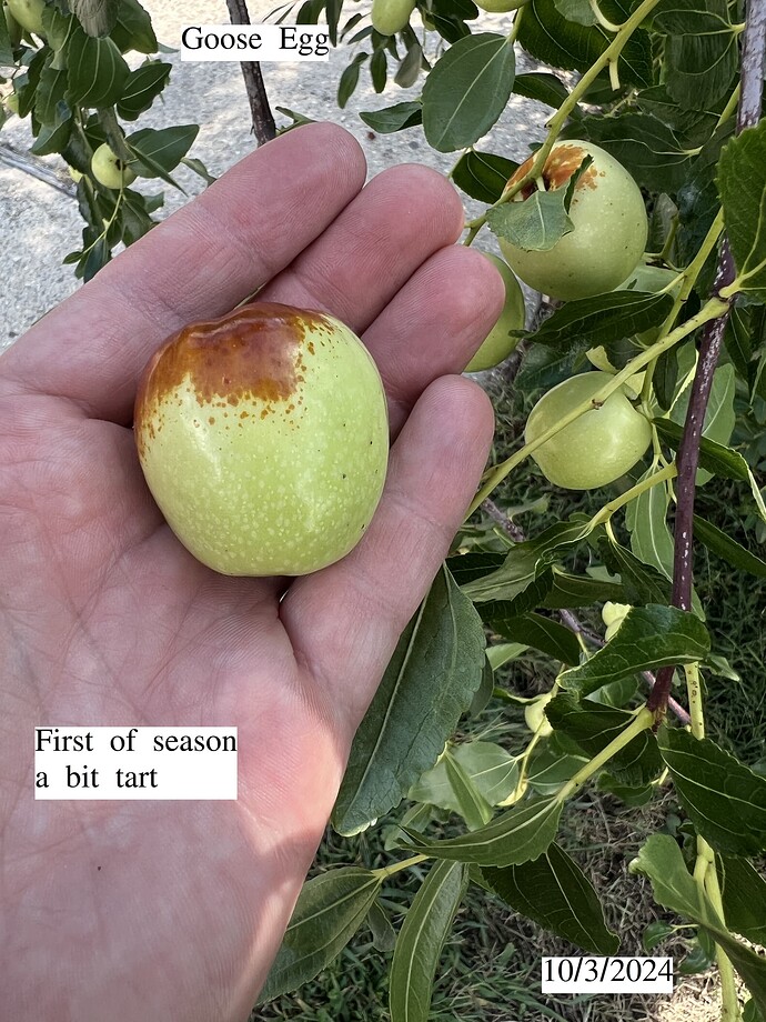 Goose_Egg_ph_10-03-2024