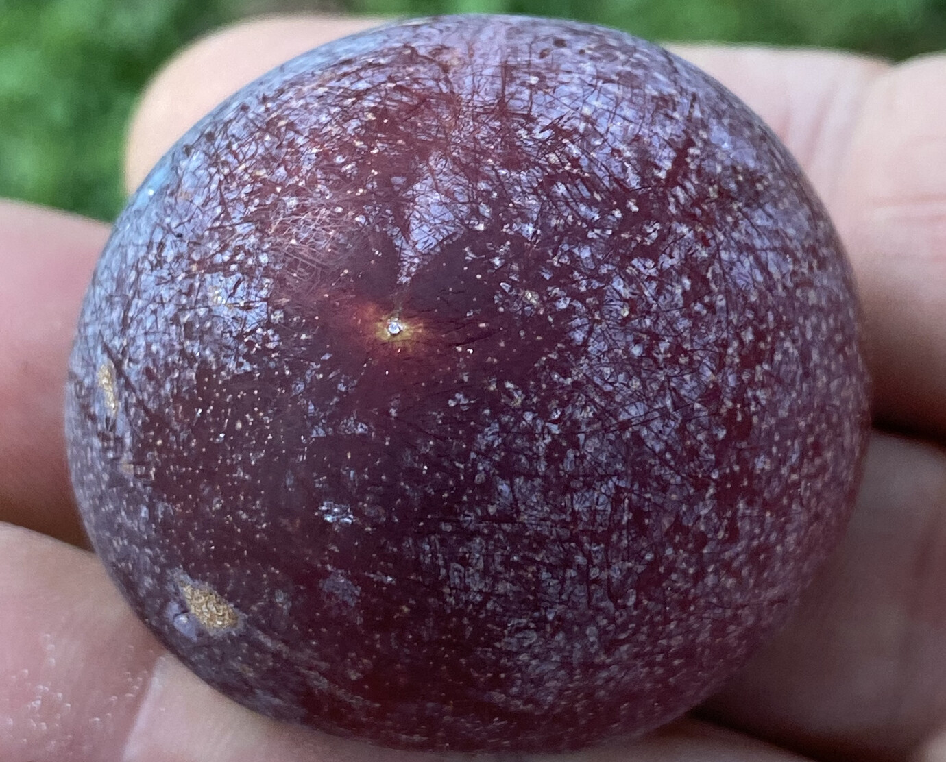 Satsuma plum General Fruit Growing Growing Fruit