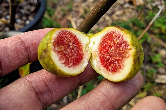 Adriatic%20JH%2008-25-2019