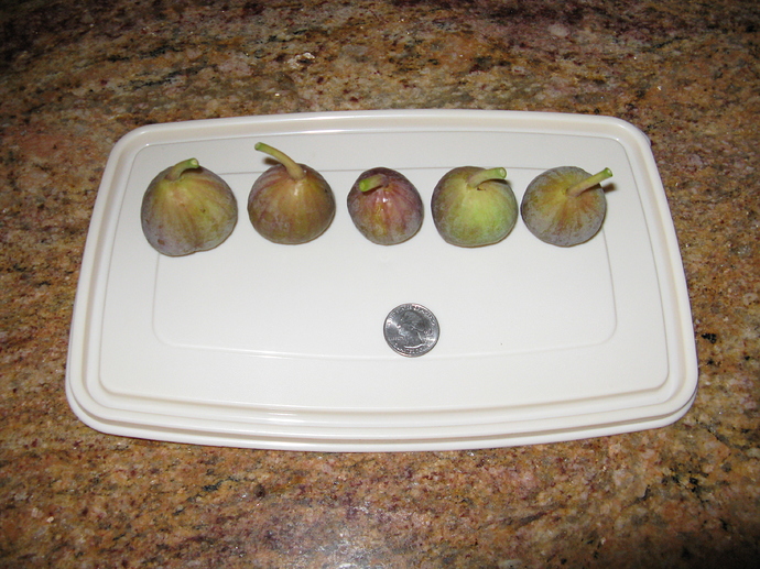 2018%20Blava%20Campanera%20001