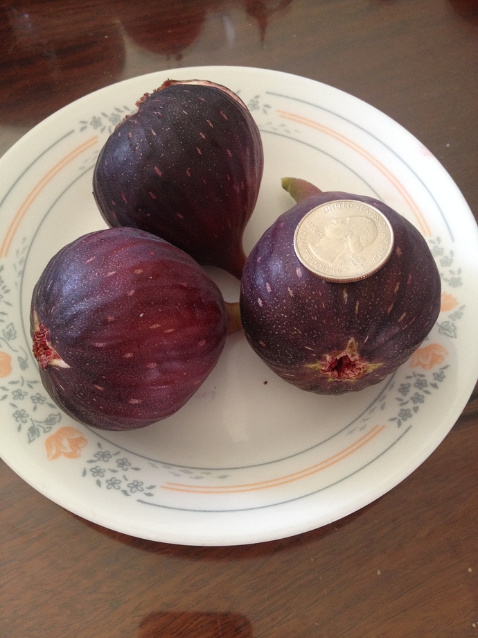 Brown%20Turkey%20fig