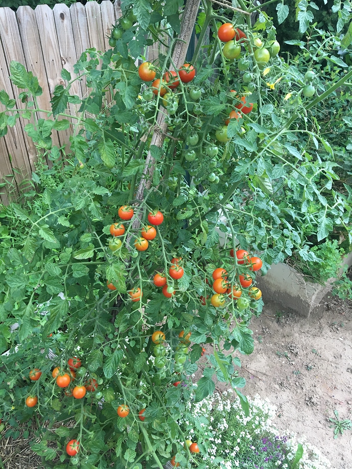 229095DD-148D-4B61-B44F-9F0E10CB770F