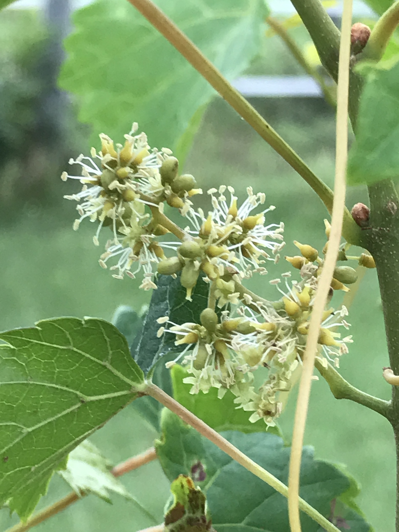 Muscadines know how to bloom General Fruit Growing Growing Fruit