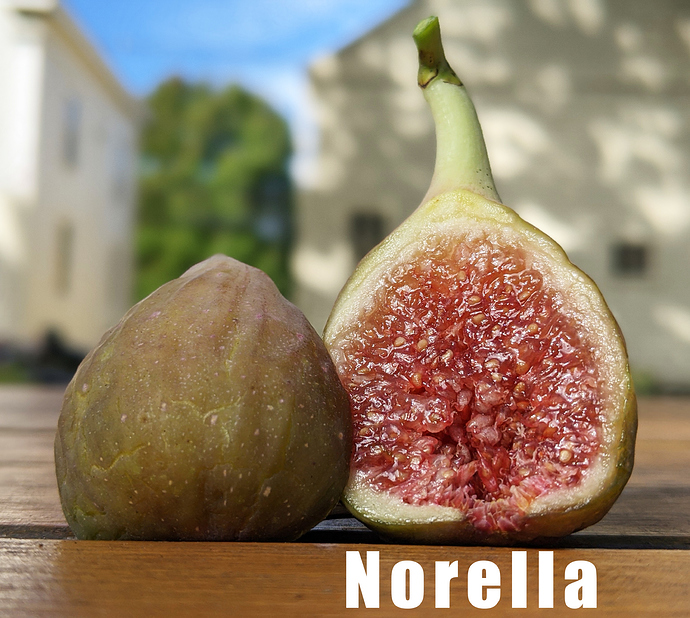 Norella