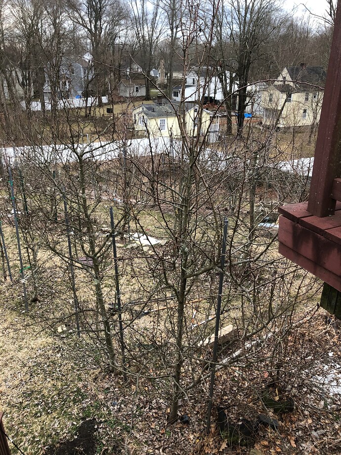 Big_pear_transplant_03-12-2023