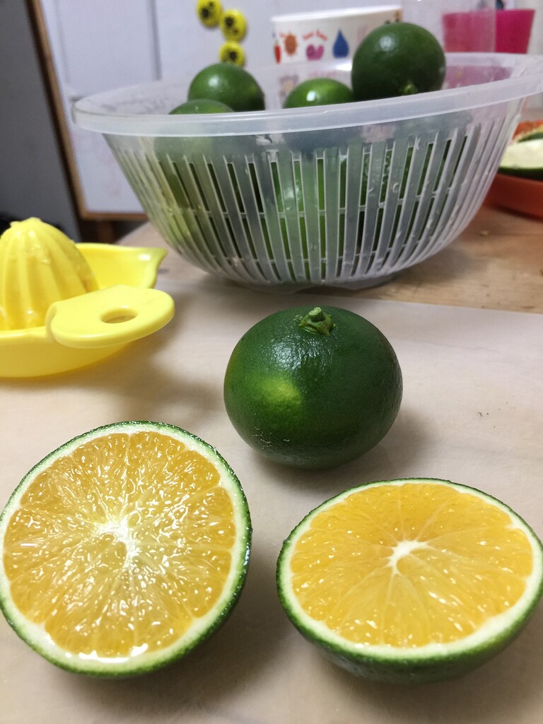 Early ripening, cold hardy, citrus General Fruit Growing Growing Fruit