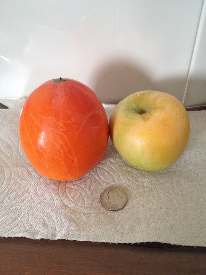 Fuji%20and%20unknown%20persimmon