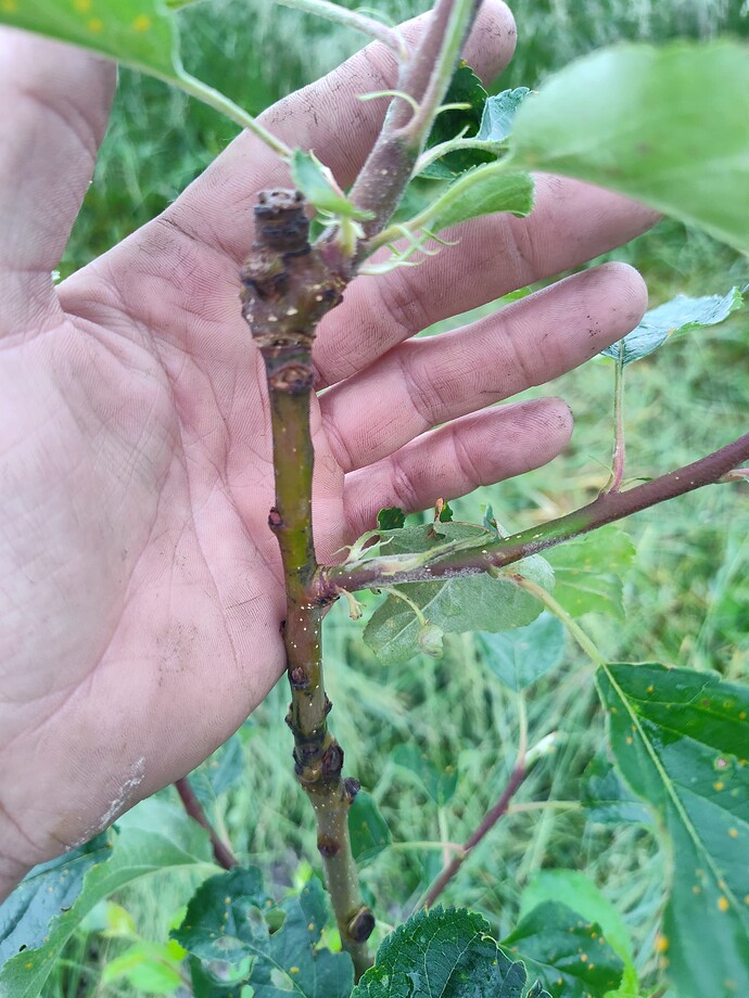 IMG_20250521_075300447