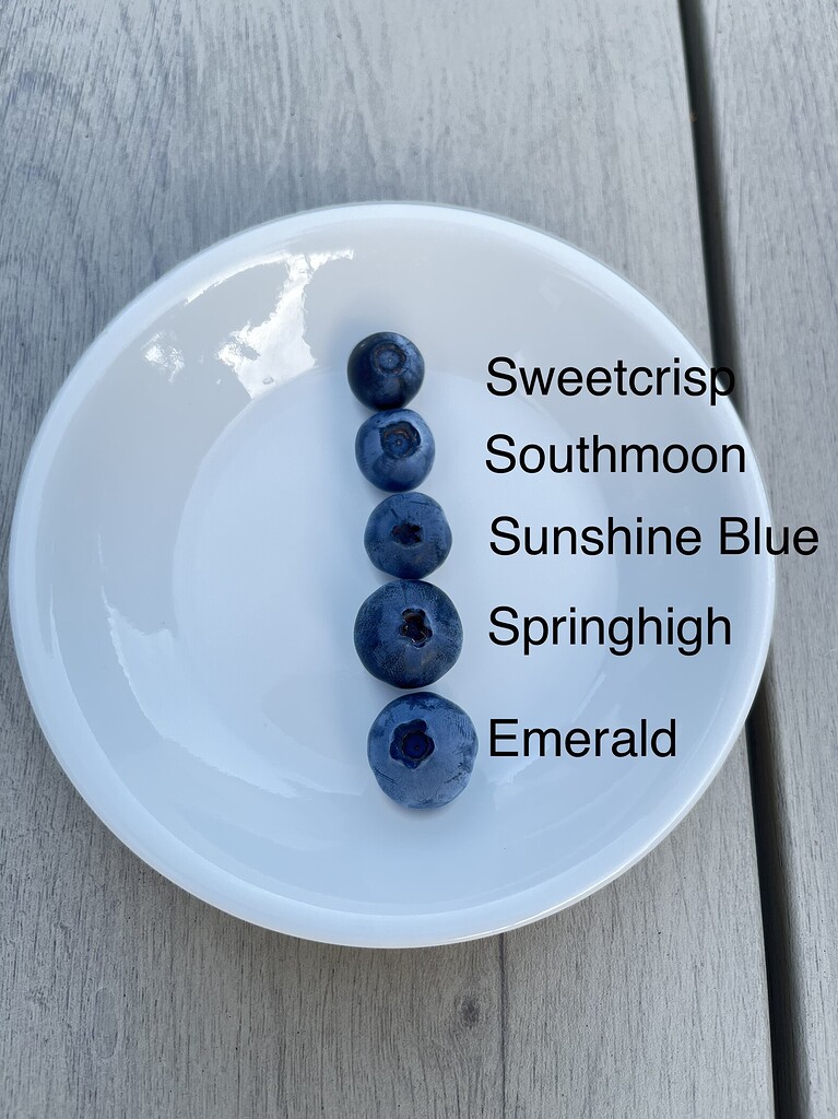 Blueberry SHB Tasting in Zone 9b San Jose General Fruit Growing