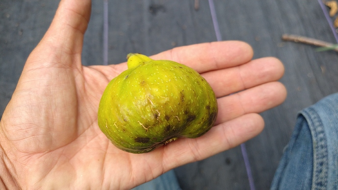 IMG_20200728_124843493