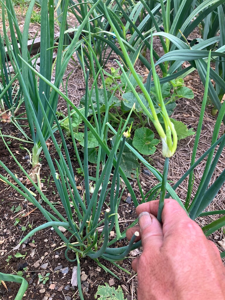 Topset potato onion General Gardening Growing Fruit