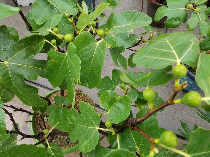 16259503453353158250755381080788