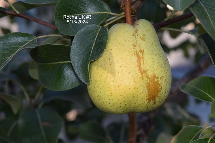 Rocha UK #3RS