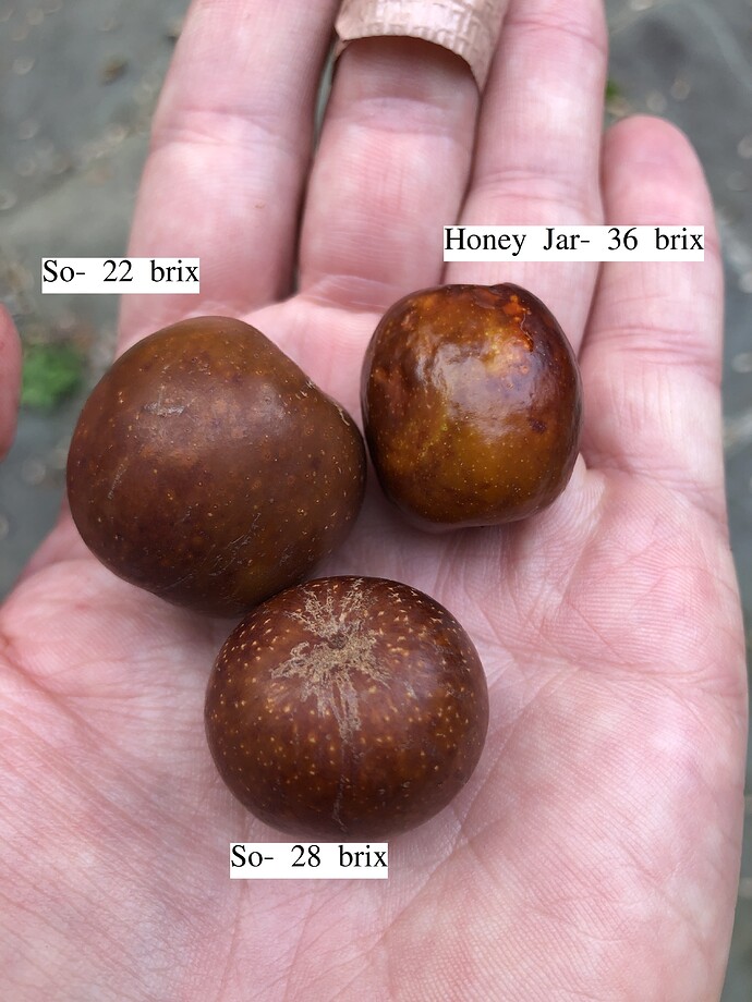 Honey_Jar_So_10-23-2021