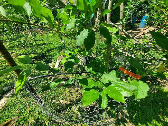 Clark's Crab Cleft Graft
