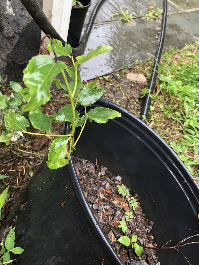 Potted_sucker_08-16-2020