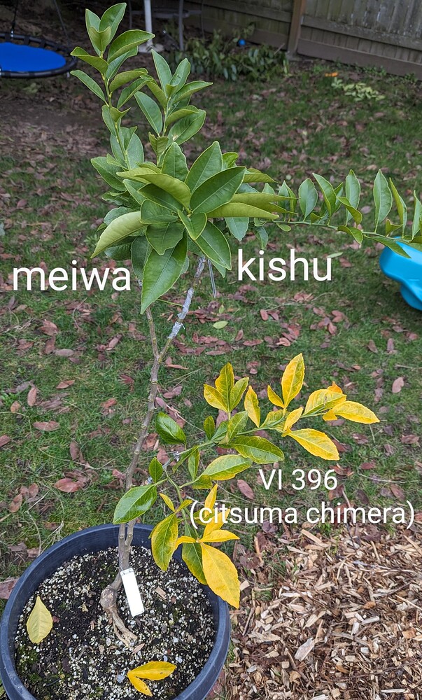 PXL_20240205_164443129~2