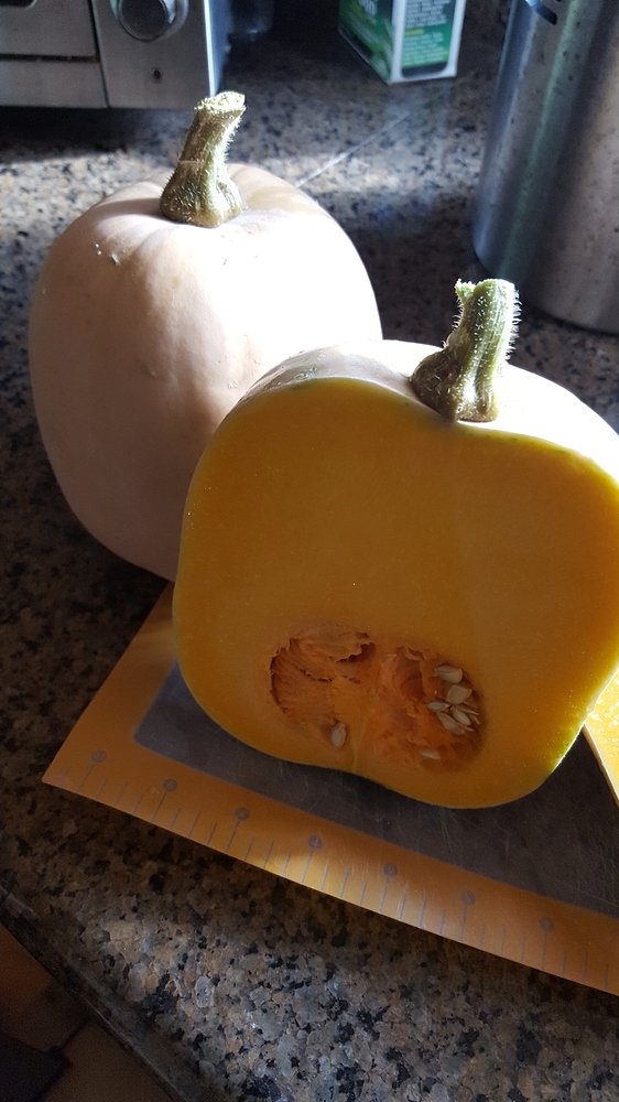 Butternut Squash 20180815