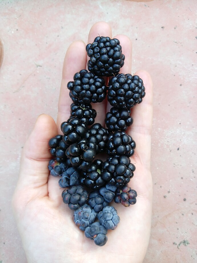 IMG_20240709_173456_412