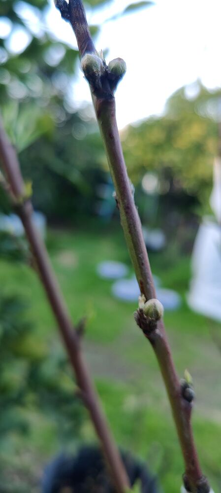 IMG_20240222_165550