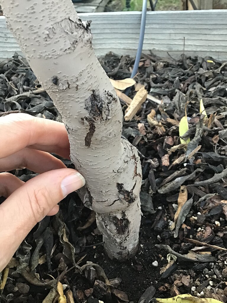 Almond Tree Bark Problem General Fruit Growing Growing Fruit