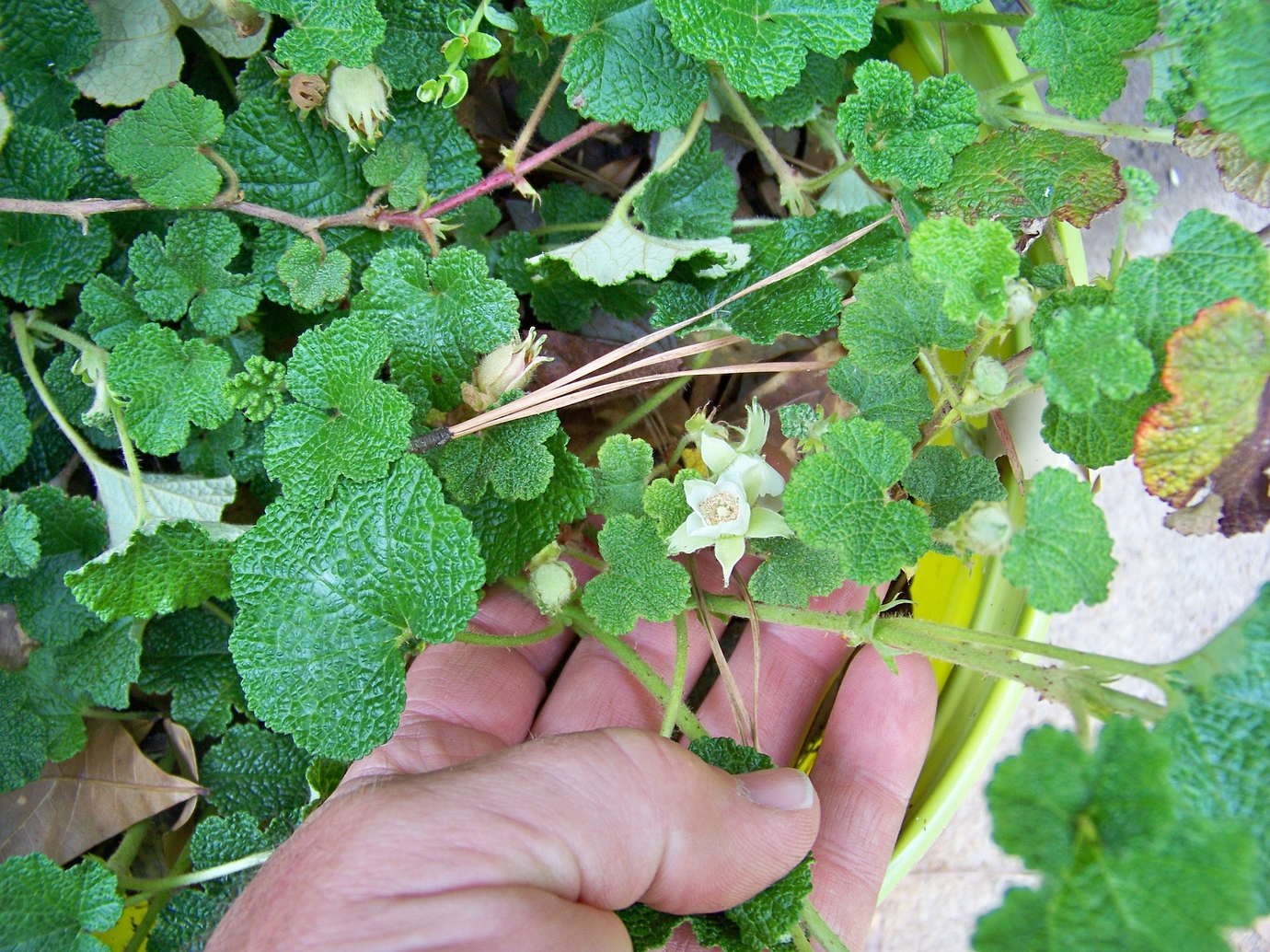 Emerald Carpet Raspberry - General Fruit Growing - Growing Fruit