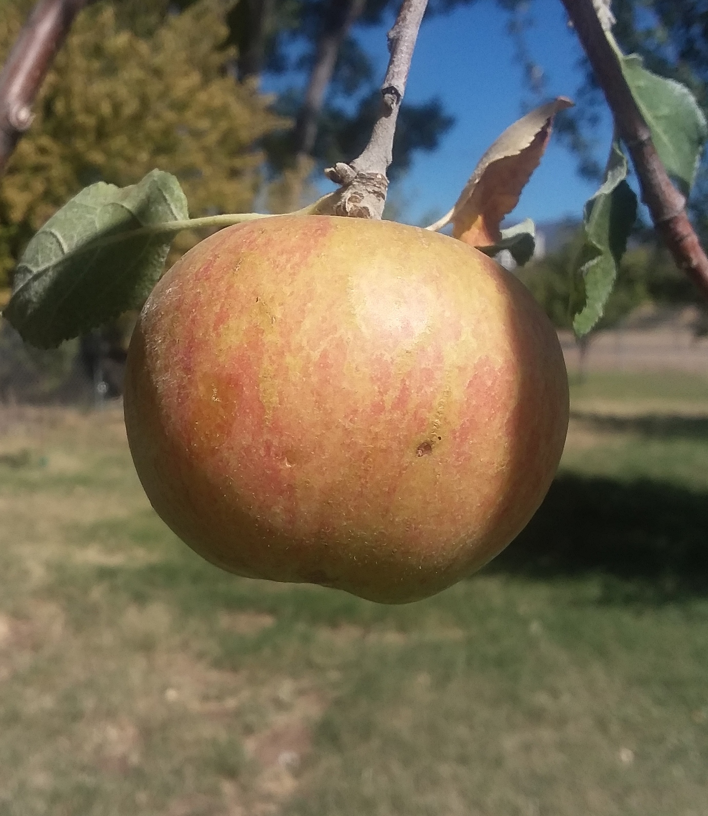 Karmijn de Sonnaville Pictures! Growing Fruit