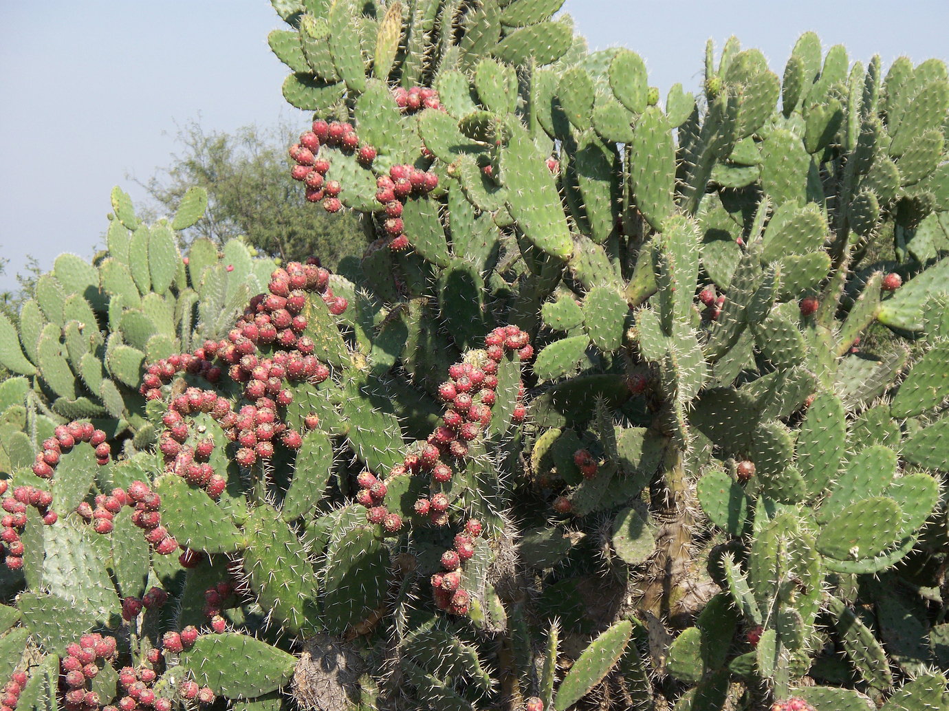Any variety/species for cactus tunas? General Fruit