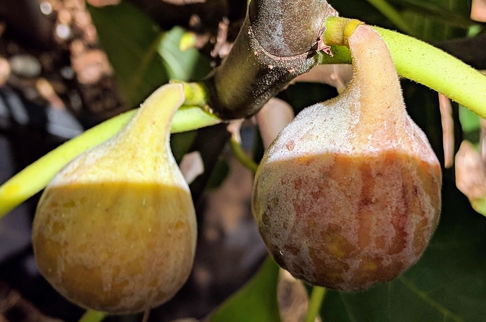 Celeste-3%2008-8-2019%20Main