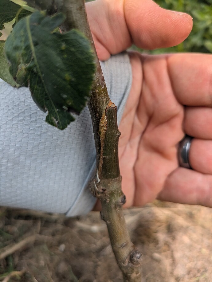 grc pear graft union