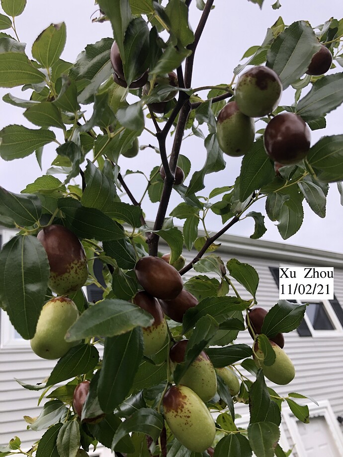 Xu_Zhou_g_11-02-2021