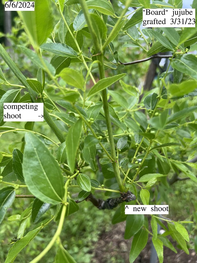 Board_shoot_st_06-06-2024