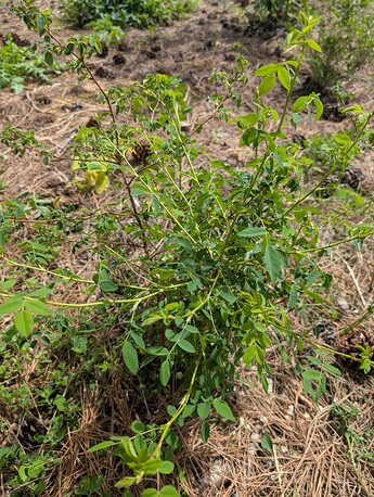 PXL_20250515_204946971