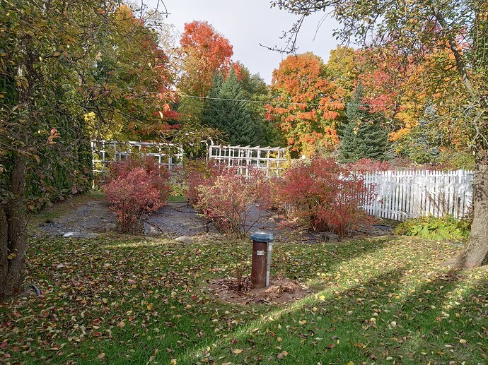 fall arbor behind well and blueberries.  This shows the placement of the arbor in relation to the well head, pear trees, blueberries and veg garden.  I've since converted all of that grass to more garden because the well is located on an artisan well and is now a spring-fed little pond!  I still have more to do here but it is so much easier to not have to mow around all of those obstacles!  I have lots of water-loving plants like button bush, winterberry, joe pye, etc. to fill the space.