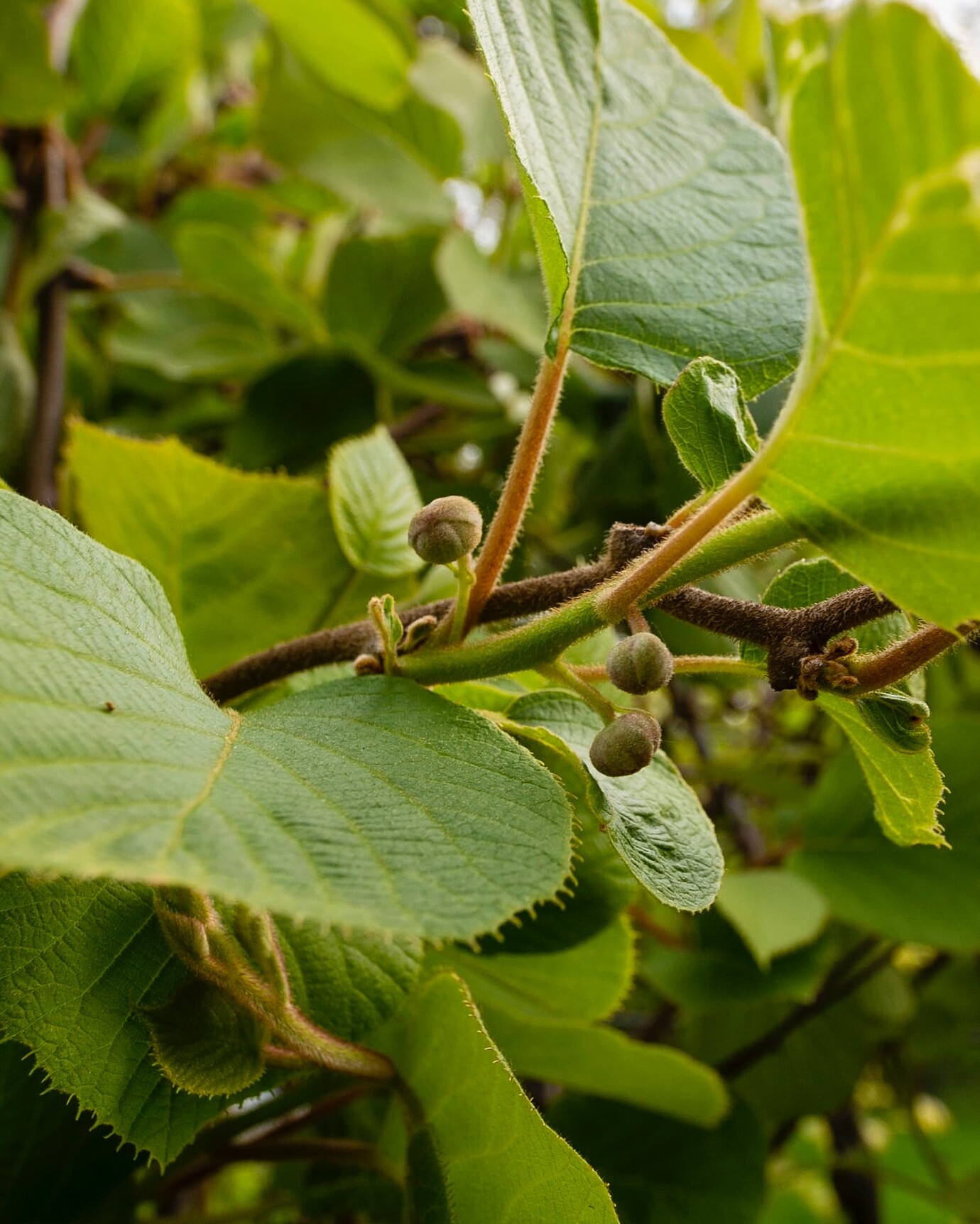 ‘Jenny’ kiwi Pictures! Growing Fruit