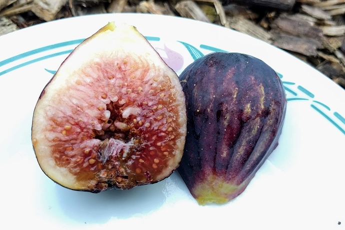 Ischia%20Black%20UCD%20-3%2008-28-2019