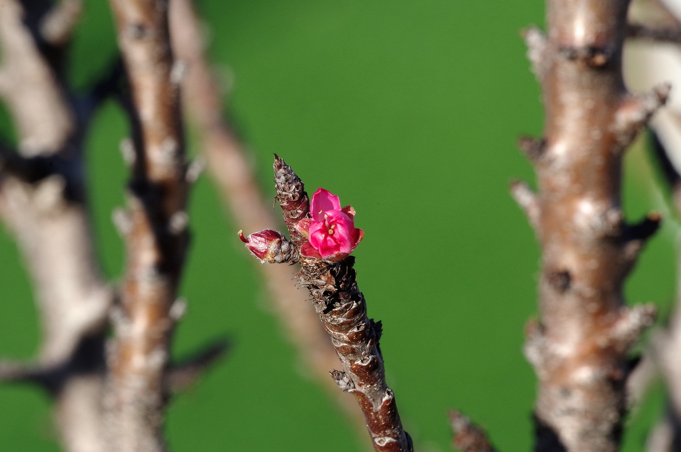 Garden Prince Genetic Dwarf Almond - Pictures! - Growing Fruit