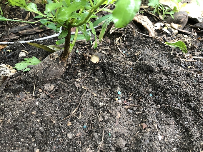 Big_root_sucker_08-16-2020_