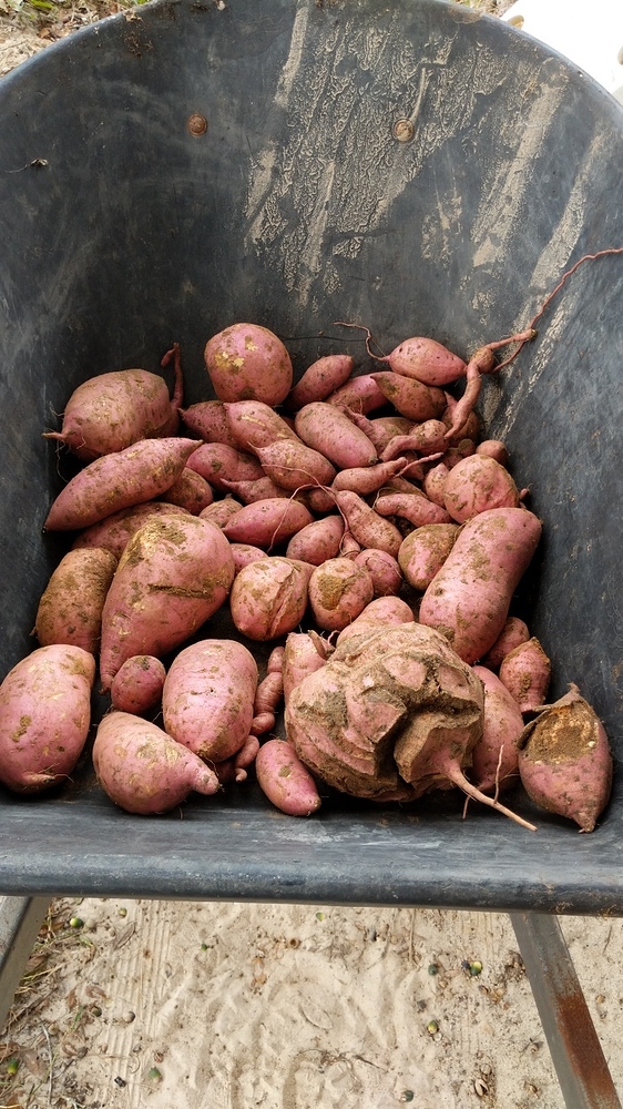 15390225751527903969243519284474