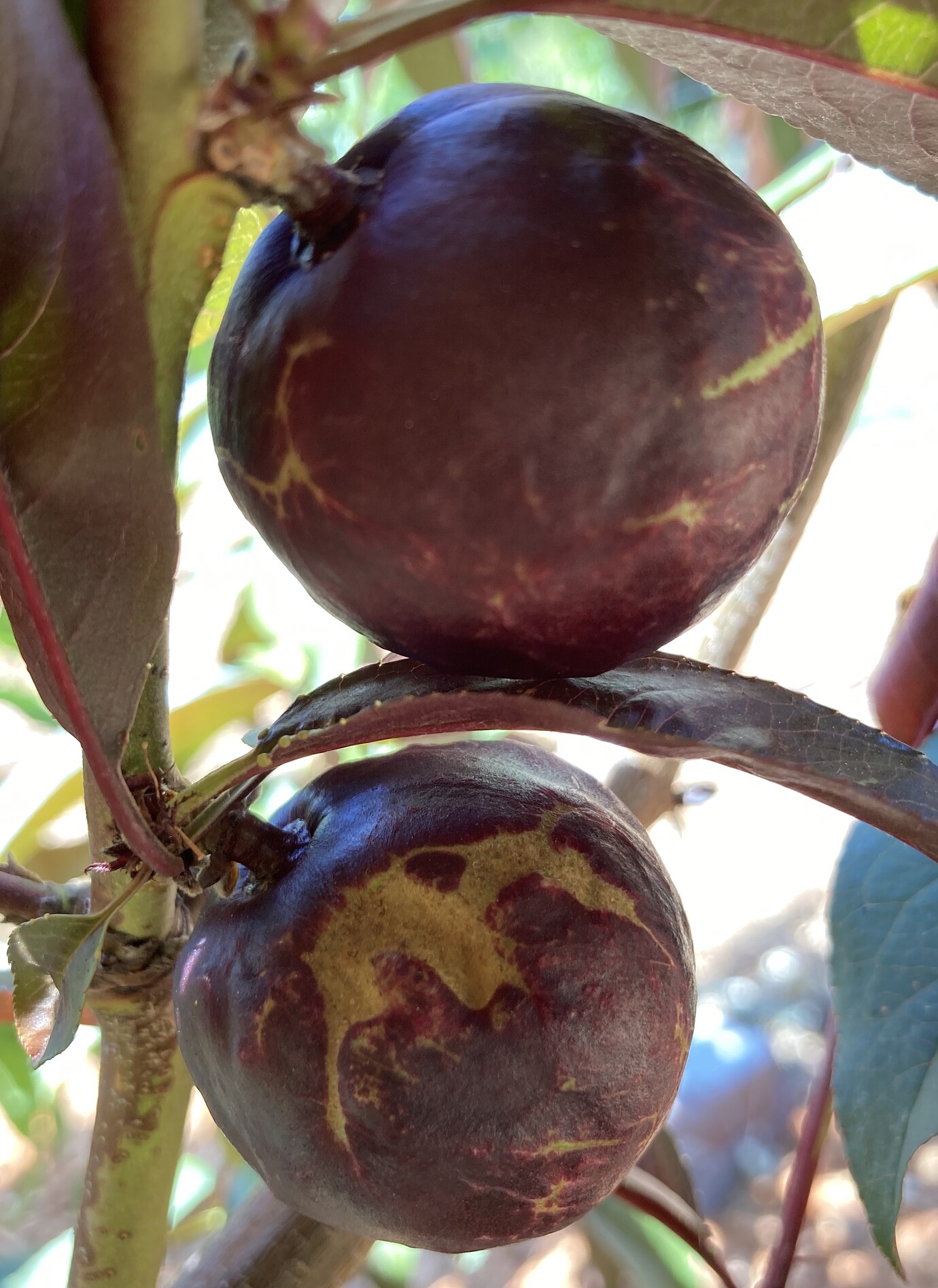 Bumps and scarring on Spice Zee Nectaplum General Fruit Growing
