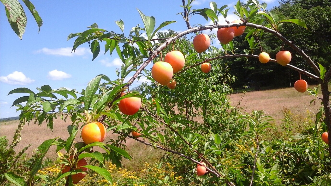 Plums in Maine General Fruit Growing Growing Fruit