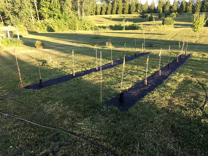 Left Row Beardstown American persimmon Right Row JT-02 xRosseymale 002 (2)